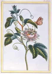 La Grenadille ou Le Maracot (Fleur de la Passion Bleue), c.1766